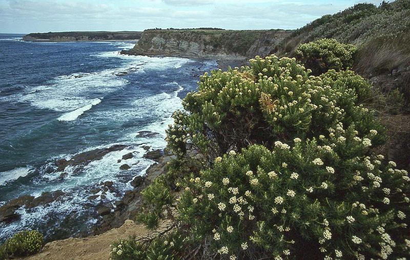 WT 0400 071-10 Australia.jpg